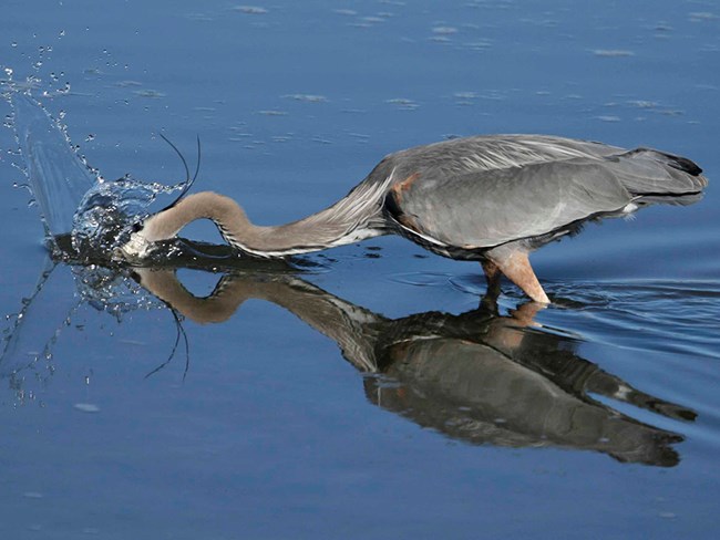 Action shot of blue heron foraging for food. Action shot of blue heron foraging for food.